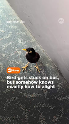No ez-link card needed🐦😂 #8dayssg #8dayssgtrending #fypsg #bird #sg 