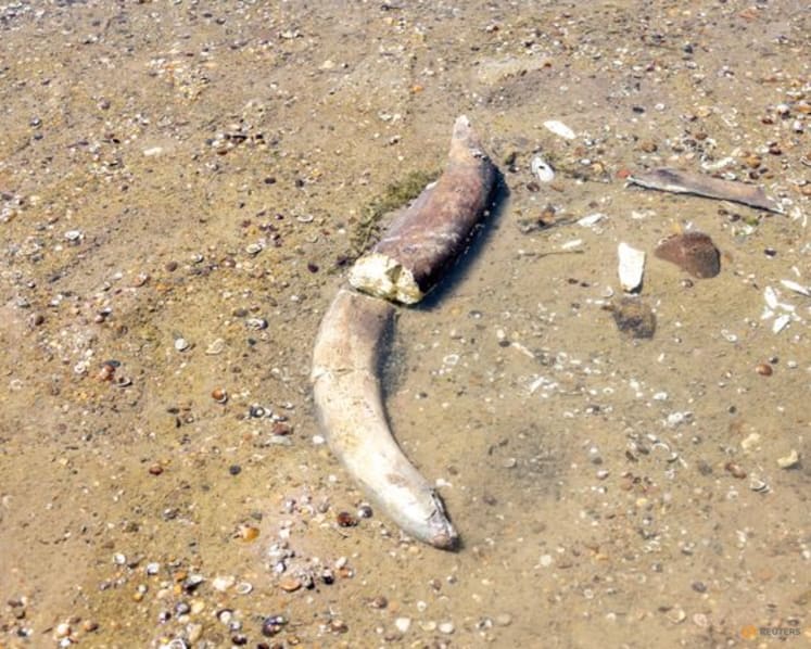 Mammoth remains revealed in Bulgaria after Danube water levels hit record low
