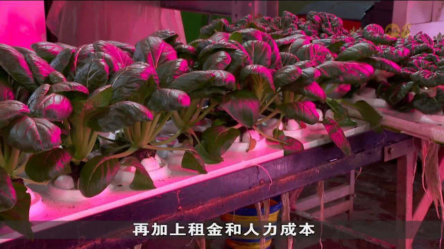 我国农业迈向高科技高产量 业者面对高运营成本挑战