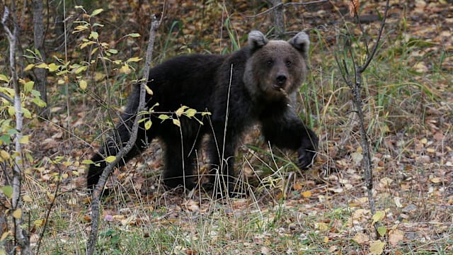 日本4至10月有196人遭熊袭 过去五年来同期最高