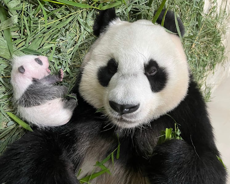 It’s a boy: Gender of Singapore’s first giant panda cub confirmed, public invited to submit names