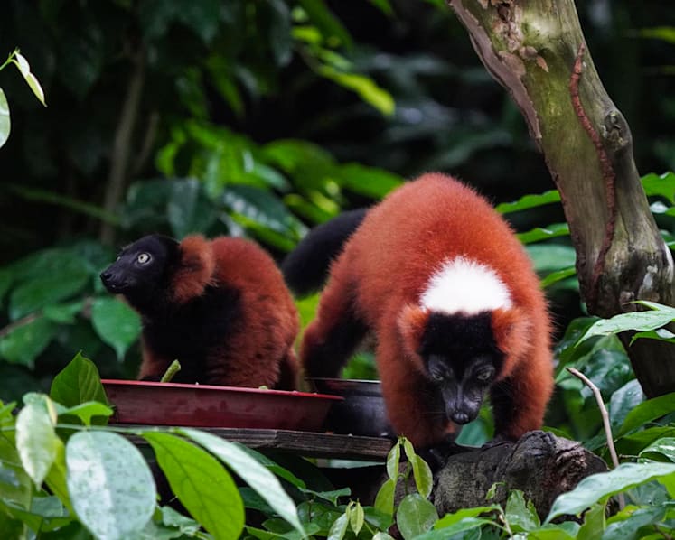 Critically endangered red ruffed lemur twin babies born in Singapore Zoo