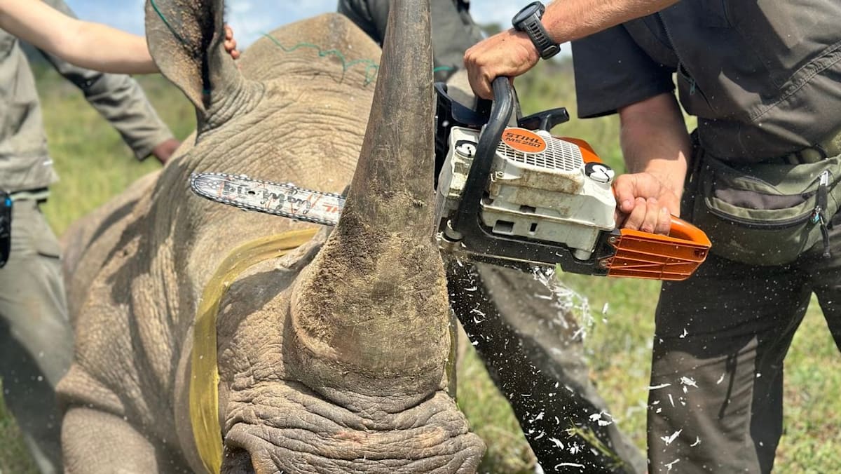 Inside the 9,000km smuggling route bringing rhino horns from South Africa through Singapore