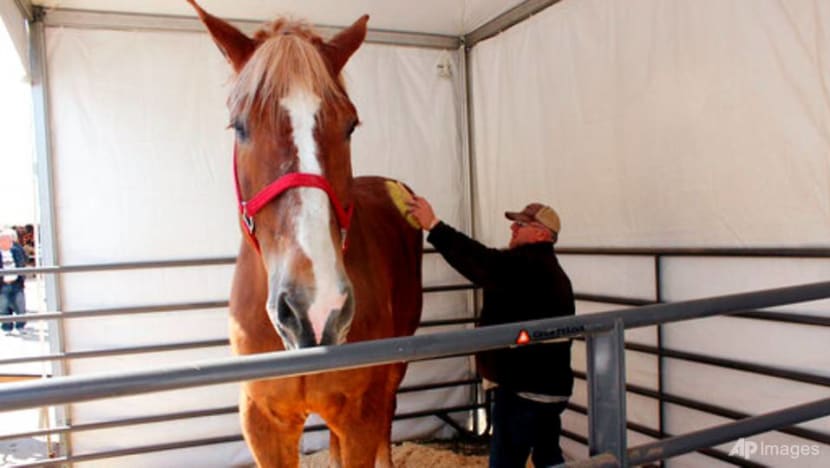 World's tallest horse, Big Jake, dies in Wisconsin at age 20