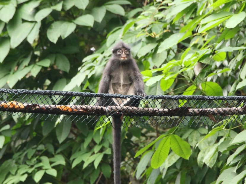 A Raffles’ banded langur on one of the rope bridges installed by NParks to facilitate crossings between fragmented forest habitats.