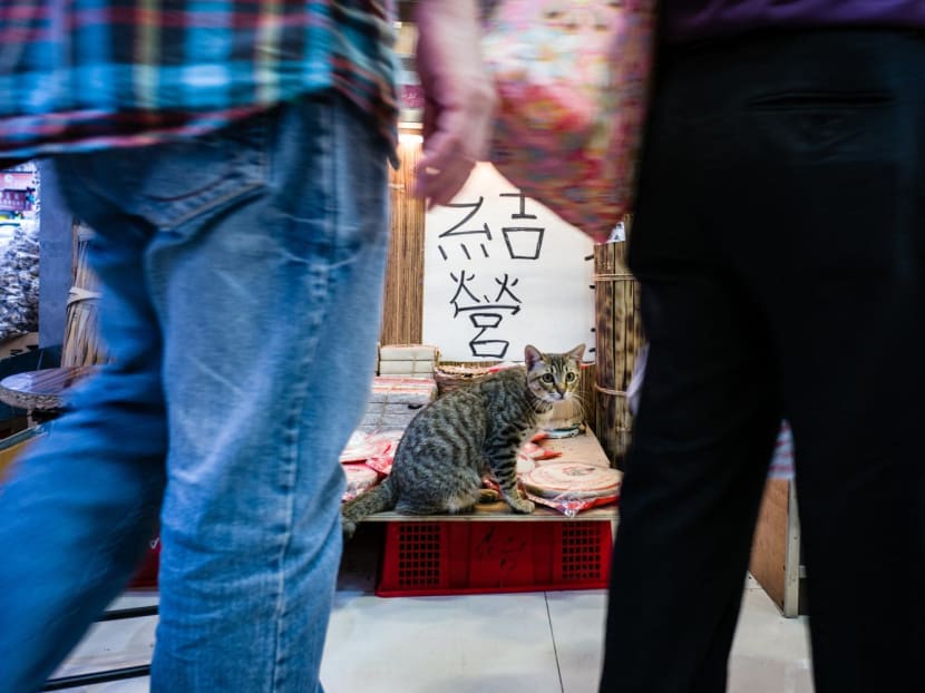 A spokesman from the Agriculture, Fisheries and Conservation Department said on Tuesday (Feb 14) that it does not tolerate cat or dog meat consumption and will follow-up on investigations seriously.