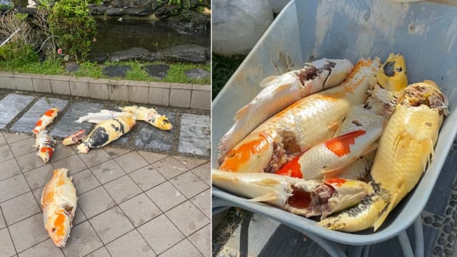 疑似又有水獭“作案” 高文私宅屋主一夜痛失20多条锦鲤心痛不已