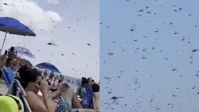 上万蜻蜓涌现美国海滩 游客尖叫惊问末日来临？