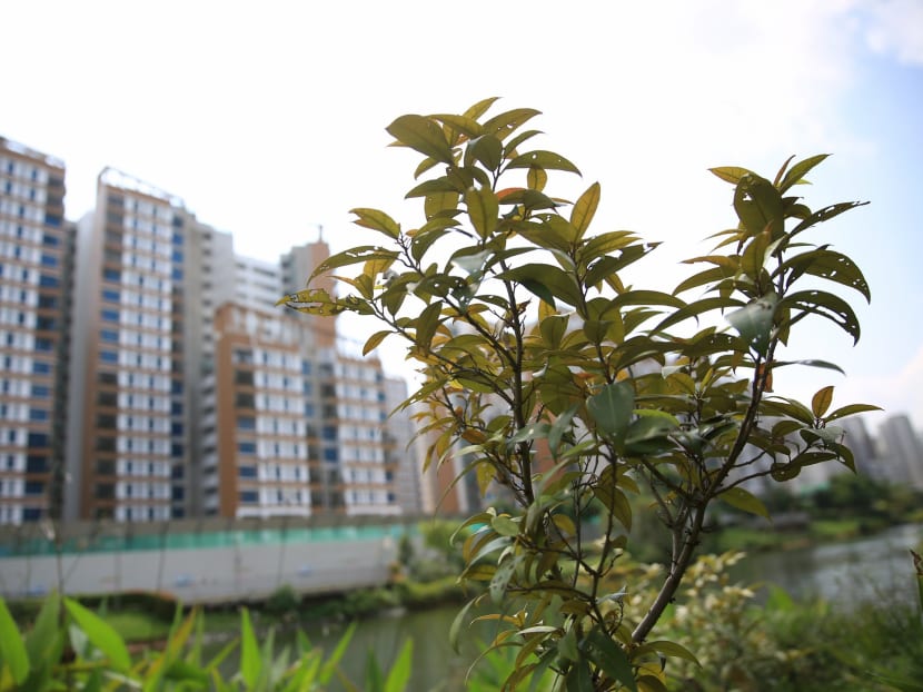 Biodiversity thriving on artificial Punggol waterway