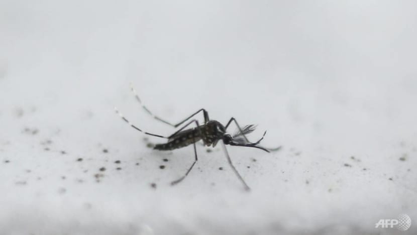 Jail for NEA contractors who gave advance warning of mosquito breeding checks for bribes