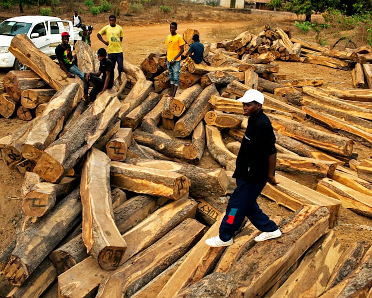 ‘Rosewood importer failed to prove there was foreign buyer’