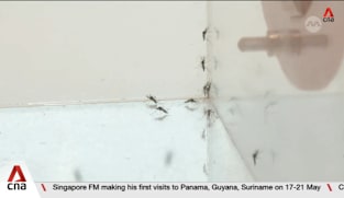 About 600 dengue cases recorded in first 5 months of 2026 