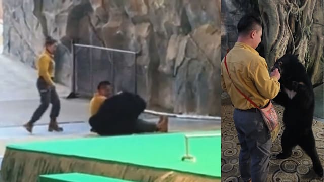 杭州野生动物园黑熊袭击饲养员　饲养员：它只是想抢吃的