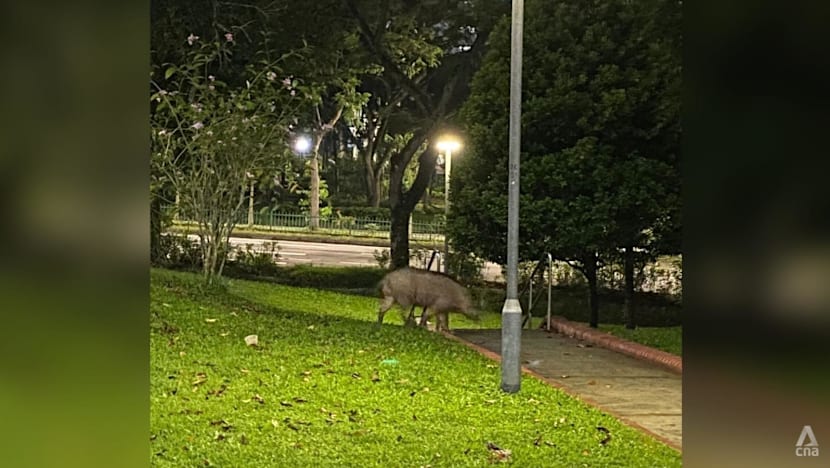 NParks sued over alleged negligence in wild boar attack, Botanic Gardens falls