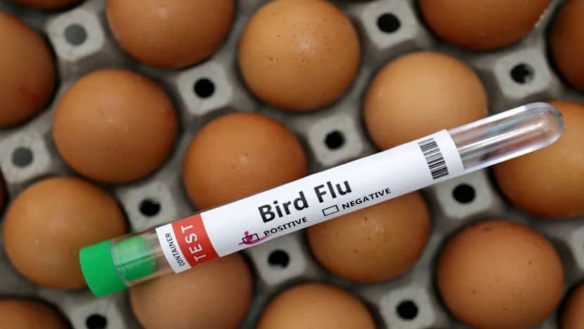  Korea Selatan sahkan kes pertama selesema burung dalam tempoh 3 tahun