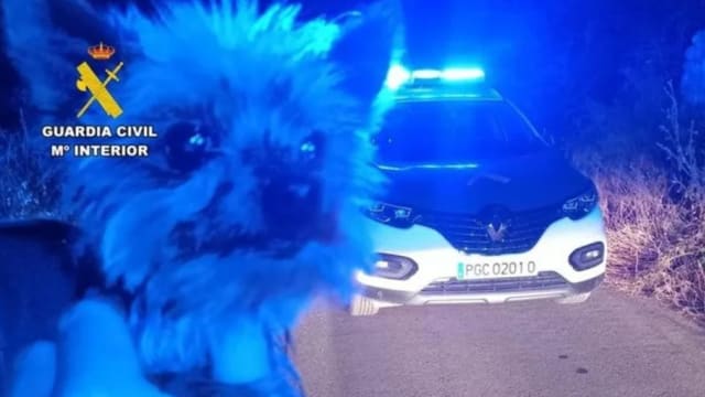 西班牙老翁意外摔下斜坡 爱犬拦截警车带警救人