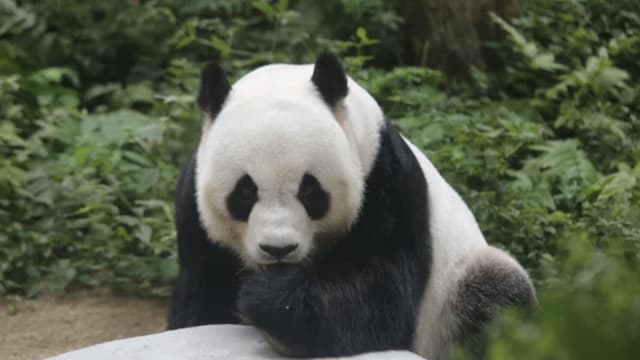 马国大熊猫兴兴和靓靓 下个月送返中国