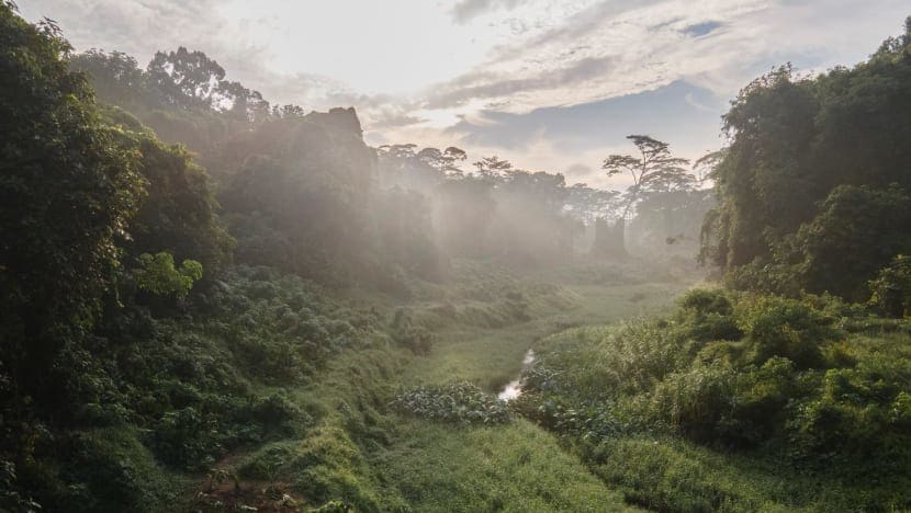 S’poreans who spent more time in nature during Covid-19 gained better appreciation for wildlife: Survey
