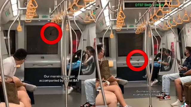滨海市区线蝙蝠“搭顺风车” 车厢内盘旋乘客纷闪躲