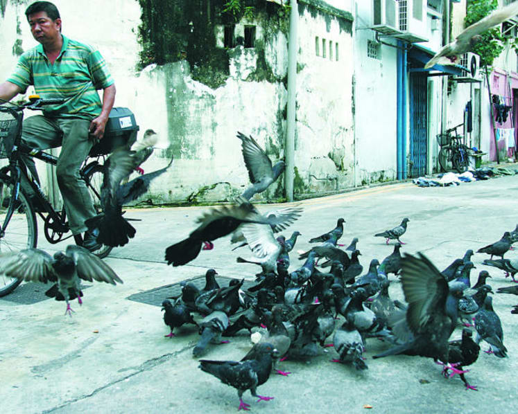 Pigeons’ growing presence a nuisance; food waste, feeding add to problem