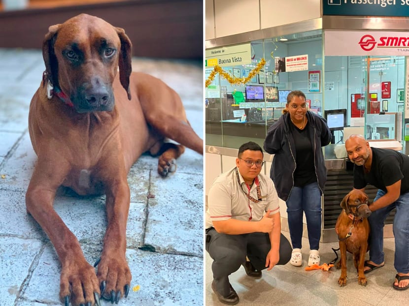 Apollo (left) was reunited with its owner Mr Karthik Nathan with the help of SMRT employees from Buona Vista MRT Station (right). Apollo (left) was reunited with its owner Mr Karthik Nathan with the help of SMRT employees from Buona Vista MRT Station (right).