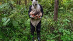 Related article image