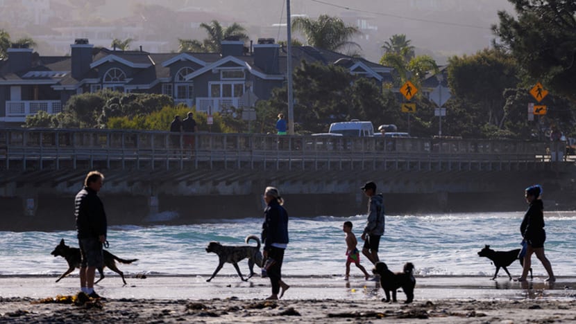 No Singapore cases reported yet of mysterious respiratory illness affecting US dogs: AVS