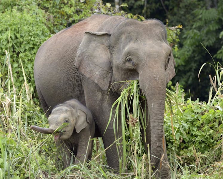 Elephants trample car after it hits calf along Malaysia highway