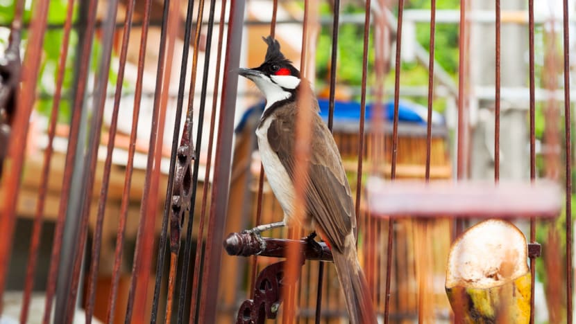 Woman fined for spraying insecticide at neighbour's bird after long-running dispute over alleged noise Woman fined for spraying insecticide at neighbour's bird after long-running dispute over alleged noise