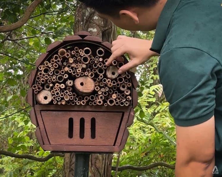Insect 'hotels' constructed in Mandai to help native species thrive