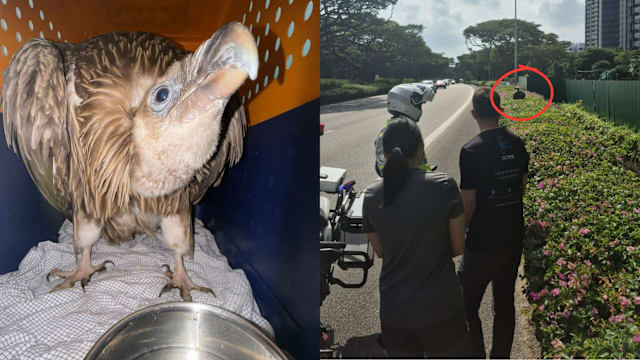 高山兀鹫脱水虚弱陷险境 ACRES：已获救并交兽医团队照料