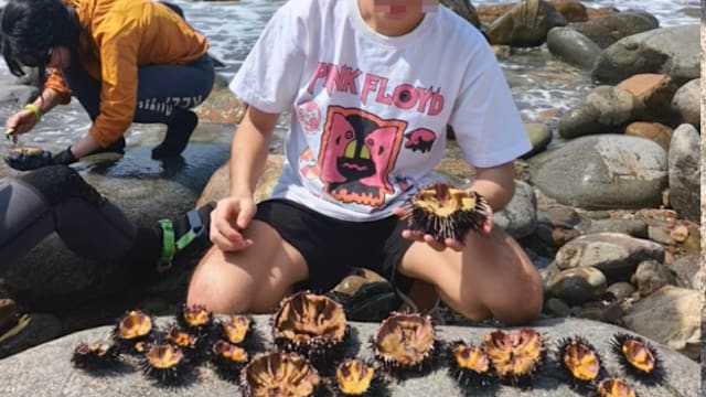 游客港岛海域捕捉逾30海胆  上小红书分享战利品引公愤