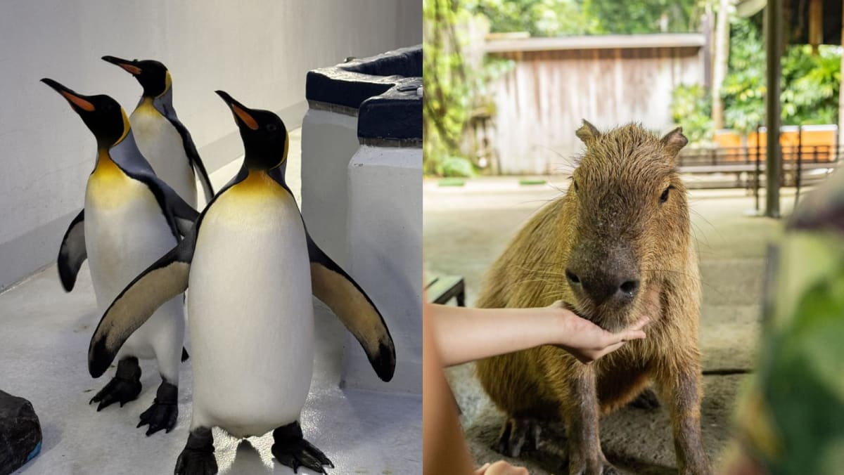 Mandai Wildlife Group celebrates SG60 with new experiences including  up-close capybara and penguin encounters in June - CNA Lifestyle