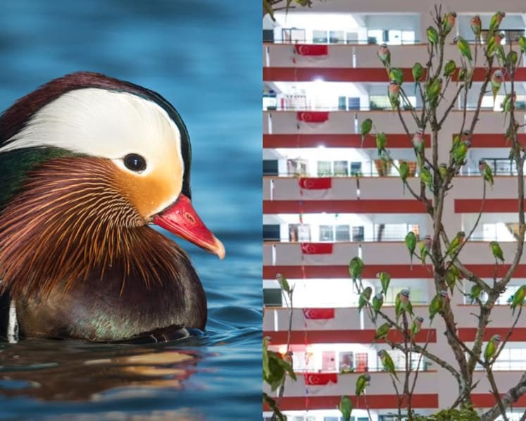 Commentary: Should we be worried about mandarin ducks and parakeets squeezing out Singapore’s native birds?