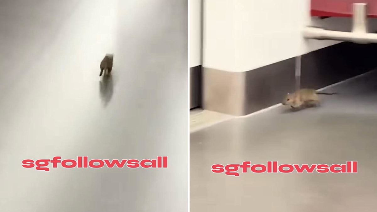 SMRT to step up pest control measures at stations and depots after rat spotted on train