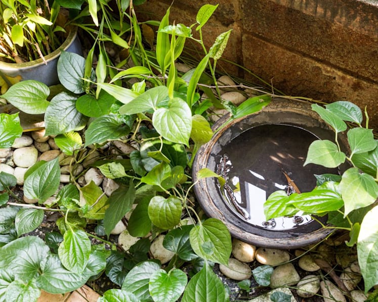 Man takes neighbours to court for harassment, including leaving out stagnant water, spraying pesticide