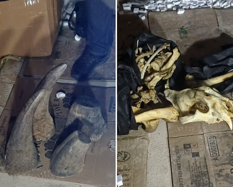 Joint operation by Singapore and South Africa leads to 55kg rhino horn seizure in Johannesburg