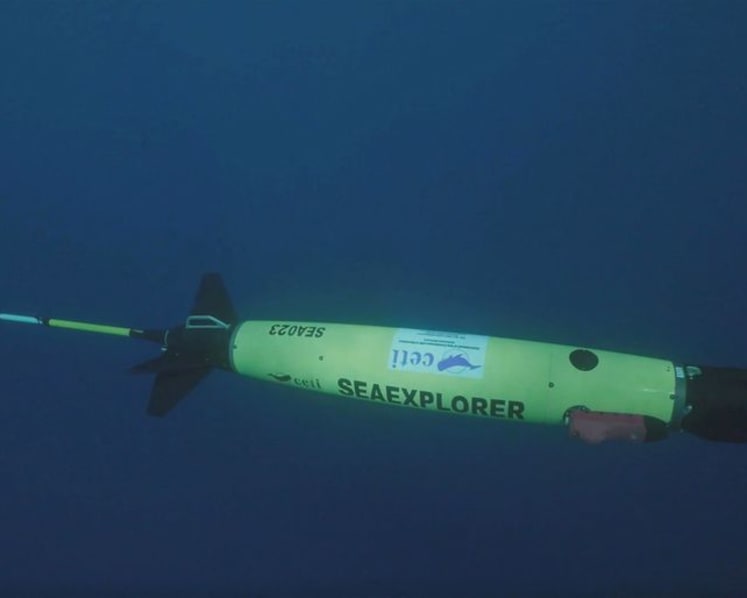 Underwater robot tracks sperm whale conversations in real time