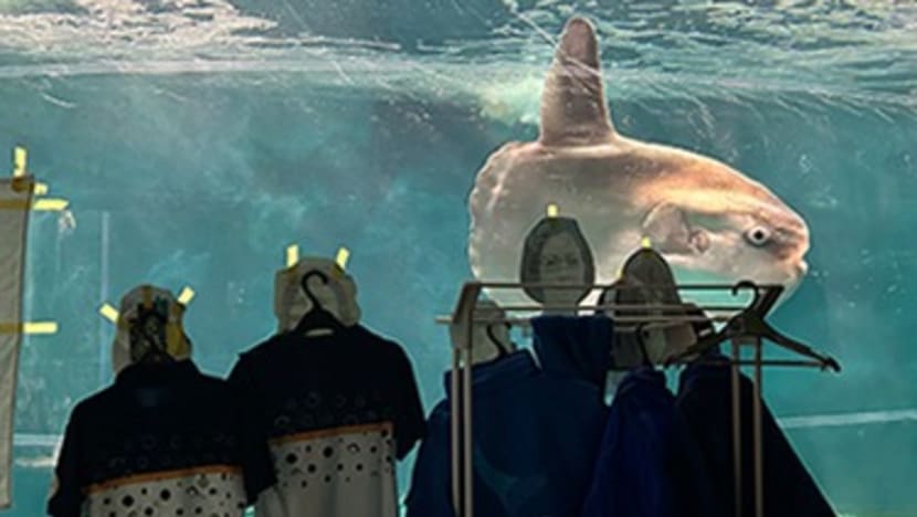Lonely sunfish in Japan aquarium cheered up by human photos, staff uniforms