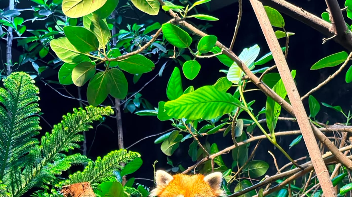 （图：Mandai Wildlife Group）