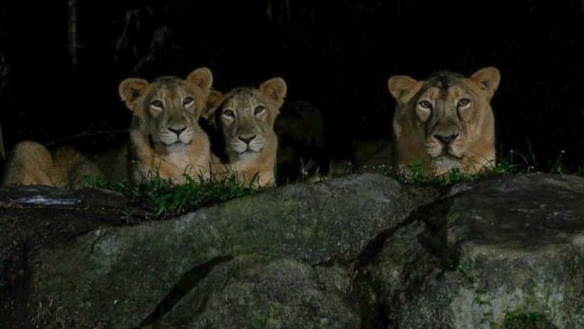 BERITA+: Singa Night Safari terjangkit COVID-19; VTL ke KLIA antara topik hangat media sosial