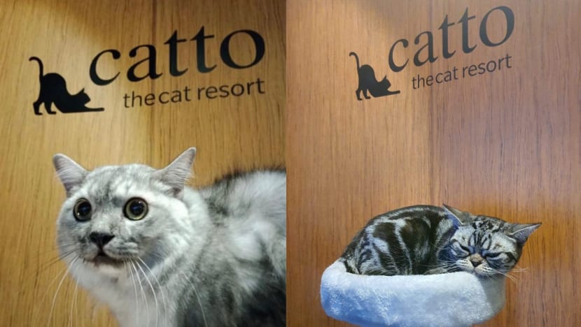 Mahu bercuti tapi risau siapa nak jaga kucing kesayangan? Hantar saja ke Catto Resort! Mahu bercuti tapi risau siapa nak jaga kucing kesayangan? Hantar saja ke Catto Resort!