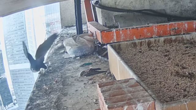 华侨银行大厦四游隼雏鸟之一 被发现死亡