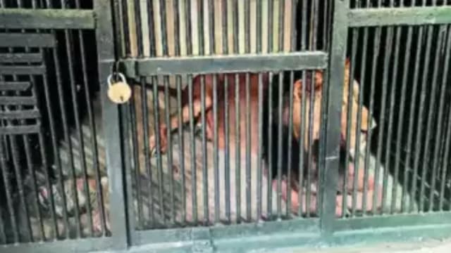酒后闯入动物园展示区跟狮子自拍 印度男被咬死