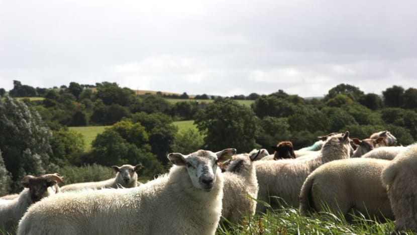 Lebih 50% kambing korban JKMS habis ditempah, 5 masjid tutup tempahan Lebih 50% kambing korban JKMS habis ditempah, 5 masjid tutup tempahan