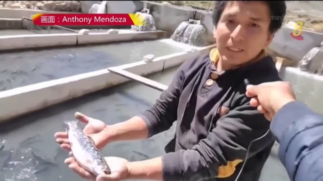 秘鲁精炼锌货车掉河中 数千条鳟鱼死亡