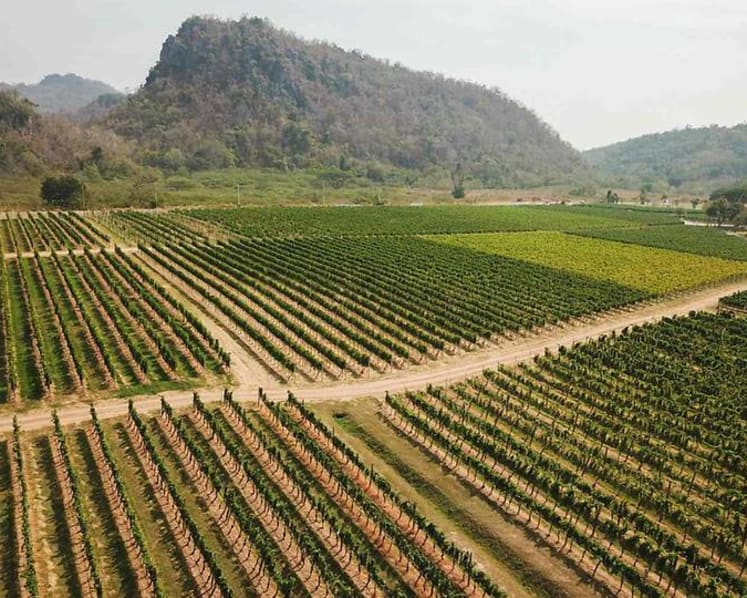 Adapting to climate change: How Thailand’s tropical wines are teaching the old world new tricks