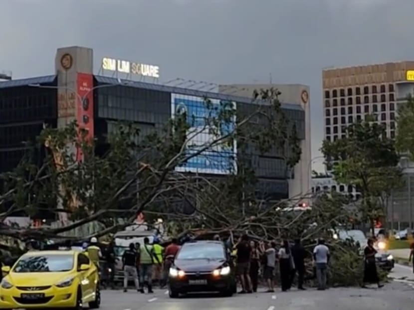 A screengrab of a video on TikTok showed the collapsed tree crushing the roof of a grey pickup as bystanders flocked to the accident site. A screengrab of a video on TikTok showed the collapsed tree crushing the roof of a grey pickup as bystanders flocked to the accident site.