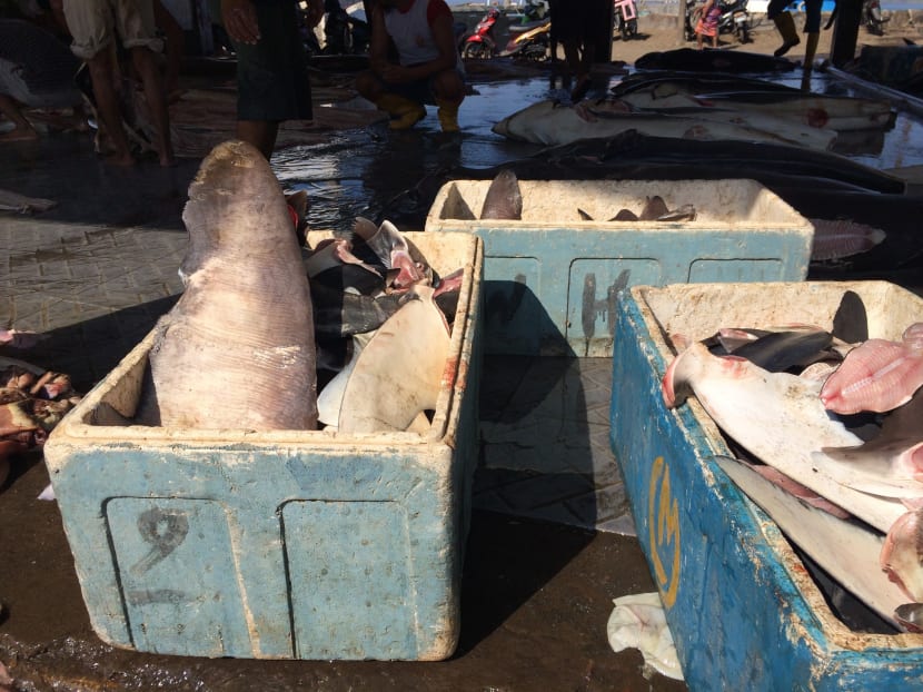 How one S’porean is caring for sharks by caring for fishermen