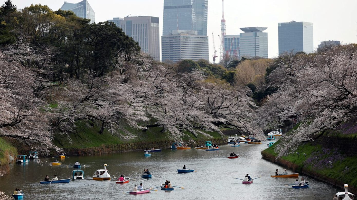 日本预测下月22日迎樱花季 东京率先绽放